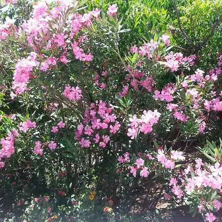 Casa Esperanca 别墅 *